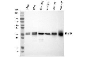 Western blot analysis of HMGB3 using anti-HMGB3 antibody (ABIN7603127). (HMGB3 抗体  (N-Term))