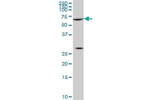 SRF monoclonal antibody (M03), clone 1E1. (SRF 抗体  (AA 406-508))