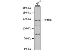 Western blot analysis of extracts of HeLa cells, using NEDD9 antibody (ABIN1873870) at 1:1000 dilution. (NEDD9 抗体)