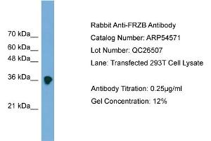 WB Suggested Anti-FRZB  Antibody Titration: 0.