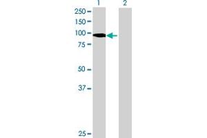 Western Blot analysis of PTPN22 expression in transfected 293T cell line by PTPN22 MaxPab polyclonal antibody. (PTPN22 抗体  (AA 1-752))