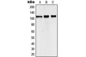 Western blot analysis of NCOA7 expression in HEK293T (A), mouse kidney (B), rat kidney (C) whole cell lysates.