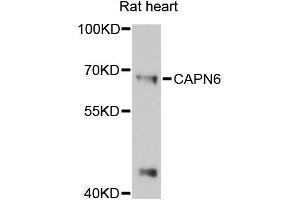 Western blot analysis of extracts of rat heart, using CAPN6 antibody (ABIN6290227) at 1:3000 dilution. (Calpain 6 抗体)