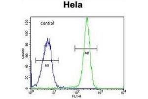 Flow cytometric analysis of Hela cells using HYAL2 Antibody (C-term) Cat. (HYAL2 抗体  (C-Term))