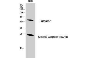Western Blot analysis of NIH-3T3 cells using Cleaved-CASP1 (D210) Polyclonal Antibody at dilution of 1:1000. (Caspase 1 抗体  (Cleaved-Asp210))