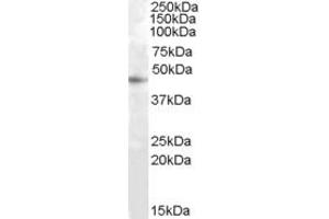 ABIN334475 (1µg/ml) staining of HepG2 cell lysate (35µg protein in RIPA buffer). (RASSF6 抗体  (Internal Region))
