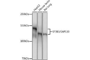 Western blot analysis of extracts of various cell lines, using SF3B3/S Rabbit mAb (ABIN7270544) at 1:1000 dilution. (SF3B3 抗体)