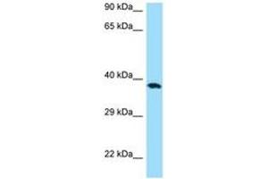 Image no. 1 for anti-CD276 (CD276) (C-Term) antibody (ABIN6748474) (CD276 抗体  (C-Term))