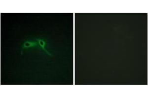 Immunofluorescence analysis of HepG2 cells, using NF1 Antibody. (Neurofibromin 1 抗体  (AA 1551-1600))