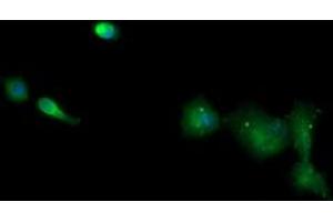 Immunofluorescence (IF) image for anti-T-cell surface glycoprotein CD1c (CD1C) antibody (ABIN1497190) (CD1c 抗体)