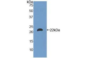 Western blot analysis of recombinant Mouse LAMa1. (Laminin alpha 1 抗体  (AA 2640-2773))