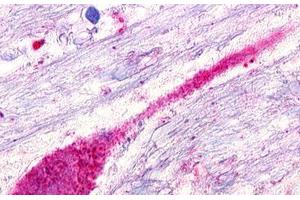 Image no. 1 for anti-G Protein-Coupled Receptor 173 (GPR173) (Transmembrane Domain) antibody (ABIN1048760) (GPR173 抗体  (Transmembrane Domain))