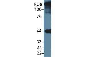 Western Blotting (WB) image for anti-Actin, Alpha, Cardiac Muscle 1 (ACTC1) (AA 156-368) antibody (ABIN1077733)