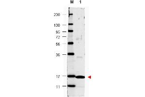 Image no. 1 for anti-Interleukin 17A (IL17A) antibody (ABIN401100) (Interleukin 17a 抗体)