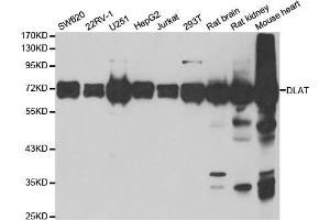 Western Blotting (WB) image for anti-Dihydrolipoyl Transacetylase (DLAT) antibody (ABIN1980304) (DLAT 抗体)