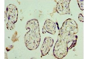 Immunohistochemistry of paraffin-embedded human placenta tissue using ABIN7161950 at dilution of 1:100 (NVL 抗体  (AA 340-520))