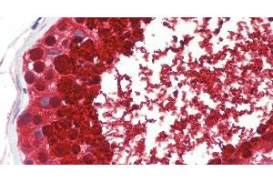Immunohistochemistry of paraffin-embedded Testis tissue using ASPN Polyclonal Antibody at dilution of 1:60 . (Asporin 抗体)