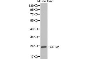 Western Blotting (WB) image for anti-Glutathione S-Transferase alpha 1 (GSTA1) (AA 1-222) antibody (ABIN3022279) (GSTA1 抗体  (AA 1-222))