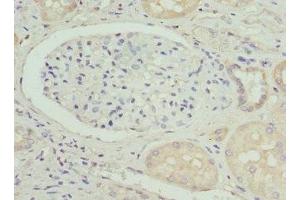 Immunohistochemistry of paraffin-embedded human kidney tissue using ABIN7162309 at dilution of 1:100 (Osteocalcin 抗体  (AA 52-100))