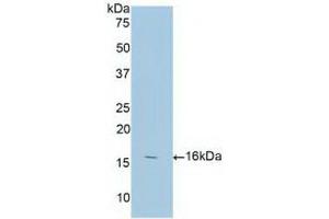Detection of Recombinant ANXA3, Human using Polyclonal Antibody to Annexin A3 (ANXA3) (Annexin A3 抗体  (AA 190-312))