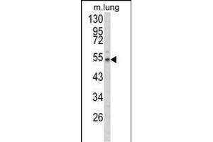 Western blot analysis of EFE Antibody (N-term) (ABIN653039 and ABIN2842653) in mouse lung tissue lysates (35 μg/lane). (FBLN3 抗体  (N-Term))