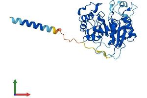 Protein Structure (PS) image for ST3 beta-Galactoside alpha-2,3-Sialyltransferase 6 (ST3GAL6) (AA 1-329) protein (His tag) (ABIN7559955)
