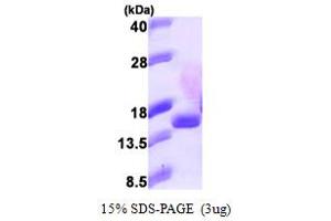 SDS-PAGE (SDS) image for Eukaryotic Translation Initiation Factor 1B (EIF1B) (AA 1-113) protein (His tag) (ABIN667384)
