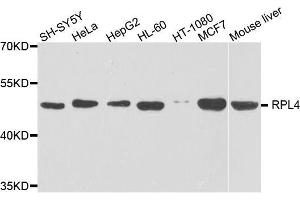 Western blot analysis of extracts of various cell lines, using RPL4 antibody. (RPL4 抗体  (AA 1-240))