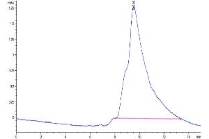 The purity of Cynomolgus/Rhesus macaque DKK1 is greater than 95 % as determined by SEC-HPLC.