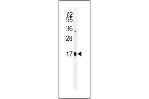 TSH-alpha Antibody (C-term) (ABIN655867 and ABIN2845273) western blot analysis in HepG2 cell line lysates (35 μg/lane). (CGA 抗体  (C-Term))