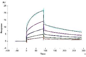 Human Nectin-4, hFc Tag captured on CM5 Chip via Protein A can bind Biotinylated Human Nectin-1, His-Avi Tag with an affinity constant of 22. (PVRL1 Protein (AA 31-334) (His-Avi Tag,Biotin))