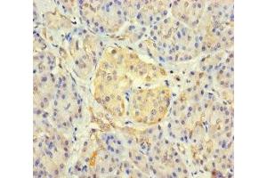 Immunohistochemistry of paraffin-embedded human pancreatic tissue using ABIN7165478 at dilution of 1:100 (FAM234B 抗体  (AA 401-622))