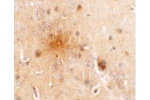 Immunohistochemistry of SEC62 in mouse brain tissue with SEC62 antibody at 5 ug/mL. (SEC62 抗体  (C-Term))