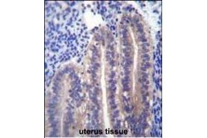 ANGPTL7 Antibody (C-term) (ABIN656573 and ABIN2845834) immunohistochemistry analysis in formalin fixed and paraffin embedded human uterus tissue followed by peroxidase conjugation of the secondary antibody and DAB staining. (ANGPTL7 抗体  (C-Term))