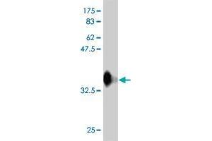 Western Blot detection against Immunogen (36. (RFWD3 抗体  (AA 651-749))