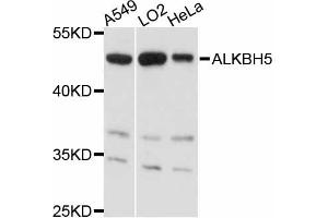 Western blot analysis of extracts of various cell lines, using ALKBH5 antibody (ABIN4902897) at 1:3000 dilution. (ALKBH5 抗体)