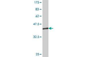 Western Blot detection against Immunogen (35. (RGS5 抗体  (AA 94-181))