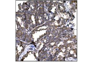 IHC analysis of Caspase-9/CASP9 using anti-Caspase-9/CASP9 antibody (ABIN7600340).