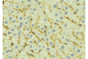 ABIN6277303 at 1/100 staining Mouse liver tissue by IHC-P. (ALDH4A1 抗体  (C-Term))