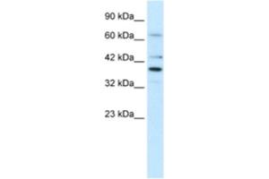 Western Blotting (WB) image for anti-POU Domain, Class 4, Transcription Factor 3 (POU4F3) antibody (ABIN2460646)