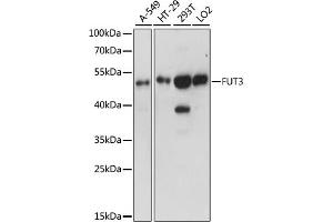 Western blot analysis of extracts of various cell lines, using FUT3 antibody (ABIN6291872) at 1:1000 dilution. (FUT3 抗体)