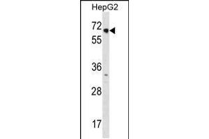 Western blot analysis in HepG2 cell line lysates (35ug/lane). (NR2C1 抗体  (C-Term))