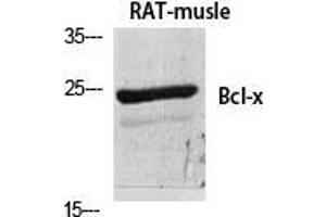 Western Blot (WB) analysis of specific cells using Bcl-x Polyclonal Antibody. (BCL2L1 抗体  (Ser174))