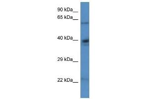 Western Blot showing Aldh4a1 antibody used at a concentration of 1. (ALDH4A1 抗体  (N-Term))