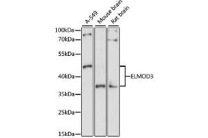 Western blot analysis of extracts of various cell lines, using ELMOD3 antibody. (ELMOD3 抗体)
