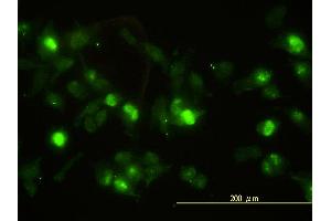 Immunofluorescence (IF) image for anti-Annexin A2 (ANXA2) (AA 1-339) antibody (ABIN559874)