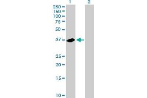 Western Blot analysis of NMI expression in transfected 293T cell line by NMI MaxPab polyclonal antibody. (NMI 抗体  (AA 1-307))