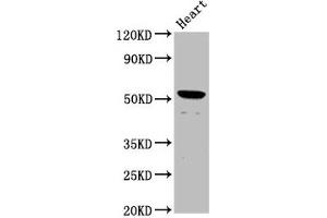 Western Blot Positive WB detected in: Rat heart tissue All lanes: NKD1 antibody at 1. (NKD1 抗体  (AA 269-384))