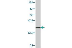 Western Blot detection against Immunogen (37. (TRIM33 抗体  (AA 1006-1105))