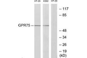 Western blot analysis of extracts from HT-29/K562 cells, using GPR75 Antibody.
